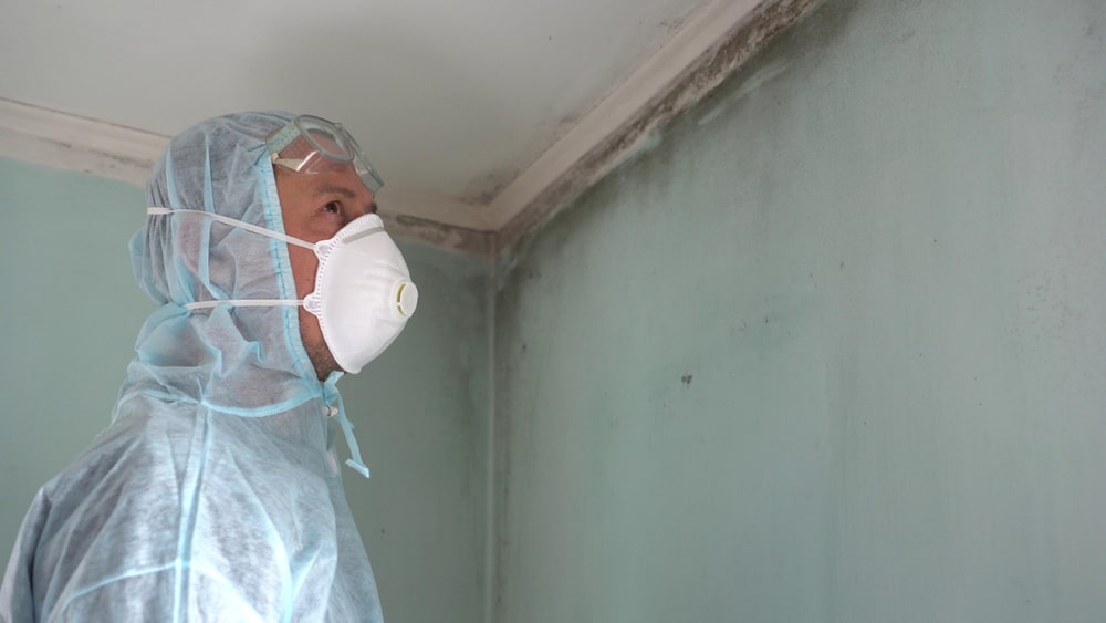 specialist looking at wall with mold lining