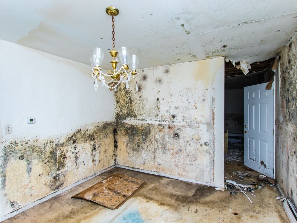 mold remediation services in lakewood washington